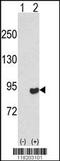 MutL Homolog 1 antibody, LS-C164216, Lifespan Biosciences, Western Blot image 