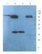 CREB Regulated Transcription Coactivator 1 antibody, orb345552, Biorbyt, Western Blot image 