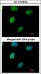 Inositol-Tetrakisphosphate 1-Kinase antibody, GTX107974, GeneTex, Immunocytochemistry image 