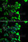 Nuclear distribution protein nudE homolog 1 antibody, A7112, ABclonal Technology, Immunofluorescence image 