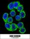 Hypoxia Up-Regulated 1 antibody, 62-818, ProSci, Immunofluorescence image 