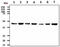 C-Terminal Binding Protein 1 antibody, MBS200205, MyBioSource, Western Blot image 