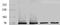 Protein Kinase C Zeta antibody, ab59364, Abcam, Western Blot image 