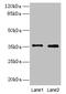 Forkhead Box R2 antibody, CSB-PA757660LA01HU, Cusabio, Western Blot image 