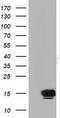 Follicle Stimulating Hormone Subunit Beta antibody, LS-C115550, Lifespan Biosciences, Western Blot image 