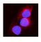 Aconitase 1 antibody, A02781-1, Boster Biological Technology, Immunofluorescence image 