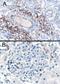 SH3 Domain Binding Protein 1 antibody, 46-367, ProSci, Immunohistochemistry frozen image 