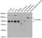 Interferon Gamma Receptor 1 antibody, GTX54333, GeneTex, Western Blot image 