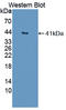 Deoxyribonuclease 2, Lysosomal antibody, LS-B15847, Lifespan Biosciences, Western Blot image 