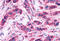 G Protein-Coupled Receptor 146 antibody, MBS241412, MyBioSource, Immunohistochemistry frozen image 