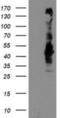 SEC14 Like Lipid Binding 2 antibody, NBP2-01346, Novus Biologicals, Western Blot image 