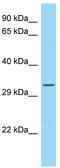 Trophinin antibody, TA343304, Origene, Western Blot image 