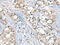 Sphingosine-1-Phosphate Lyase 1 antibody, CSB-PA088132, Cusabio, Immunohistochemistry frozen image 