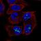 Secreted Frizzled Related Protein 1 antibody, PA5-66728, Invitrogen Antibodies, Immunofluorescence image 