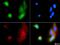 ATP Binding Cassette Subfamily B Member 5 antibody, NBP1-77687, Novus Biologicals, Immunocytochemistry image 