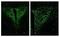 Cre Recombinase antibody, NB100-56133, Novus Biologicals, Immunohistochemistry paraffin image 