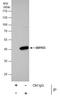 SET And MYND Domain Containing 3 antibody, PA5-31919, Invitrogen Antibodies, Immunoprecipitation image 