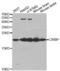 Cold-inducible RNA-binding protein antibody, abx002739, Abbexa, Western Blot image 