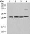 Carbonic Anhydrase 7 antibody, PA5-68372, Invitrogen Antibodies, Western Blot image 