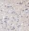 Small EDRK-Rich Factor 1B antibody, NBP1-78393, Novus Biologicals, Immunohistochemistry paraffin image 