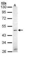 Zic Family Member 3 antibody, GTX109987, GeneTex, Western Blot image 
