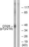 CD28 antibody, LS-C198759, Lifespan Biosciences, Western Blot image 