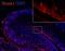 SH3 And Multiple Ankyrin Repeat Domains 1 antibody, GTX107701, GeneTex, Immunohistochemistry frozen image 