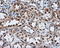 Aldo-Keto Reductase Family 1 Member A1 antibody, LS-C114885, Lifespan Biosciences, Immunohistochemistry frozen image 