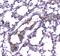 Phosphodiesterase 4D antibody, A01111-1, Boster Biological Technology, Immunohistochemistry paraffin image 