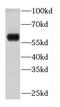 Keratin 4 antibody, FNab02214, FineTest, Western Blot image 
