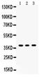 Sirtuin 6 antibody, LS-C357546, Lifespan Biosciences, Western Blot image 