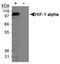 HIF1-alpha antibody, NB100-123L, Novus Biologicals, Western Blot image 