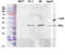 Inhibitor Of Nuclear Factor Kappa B Kinase Regulatory Subunit Gamma antibody, STJ93672, St John