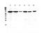 Periostin antibody, PA5-79850, Invitrogen Antibodies, Western Blot image 