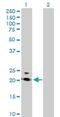 Proline Rich And Gla Domain 2 antibody, H00005639-B01P, Novus Biologicals, Western Blot image 