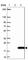 Testis Expressed 12 antibody, HPA038289, Atlas Antibodies, Western Blot image 