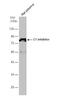 Plasma protease C1 inhibitor antibody, NBP2-14892, Novus Biologicals, Western Blot image 