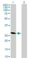 Hes Family BHLH Transcription Factor 6 antibody, H00055502-B01P, Novus Biologicals, Western Blot image 