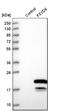 FXYD Domain Containing Ion Transport Regulator 6 antibody, NBP1-91915, Novus Biologicals, Western Blot image 