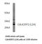 CDC42 Effector Protein 2 antibody, LS-C177807, Lifespan Biosciences, Western Blot image 