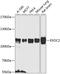 Exocyst Complex Component 2 antibody, 23-472, ProSci, Western Blot image 