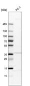 TAM41 Mitochondrial Translocator Assembly And Maintenance Homolog antibody, HPA036834, Atlas Antibodies, Western Blot image 