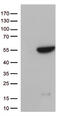 G Protein Subunit Alpha L antibody, TA812969S, Origene, Western Blot image 