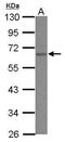 Heterogeneous nuclear ribonucleoprotein K antibody, PA5-27535, Invitrogen Antibodies, Western Blot image 