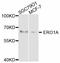 Endoplasmic Reticulum Oxidoreductase 1 Alpha antibody, abx126901, Abbexa, Western Blot image 