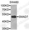 SMAD Family Member 7 antibody, A1051, ABclonal Technology, Western Blot image 