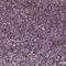 Zinc Finger Protein 630 antibody, HPA001053, Atlas Antibodies, Immunohistochemistry frozen image 