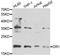Down-Regulator Of Transcription 1 antibody, abx006854, Abbexa, Western Blot image 