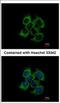 Ubiquinol-Cytochrome C Reductase Core Protein 2 antibody, NBP2-20816, Novus Biologicals, Immunocytochemistry image 