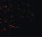 Vacuolar protein sorting-associated protein 13B antibody, LS-B8840, Lifespan Biosciences, Immunofluorescence image 